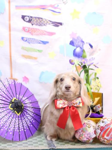 20240524ぺこちゃん